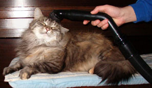Dusty with vacuum